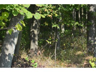 Property photo 37 - REAL ESTATE AUCTION IN ALLEN CO., INDIANA
